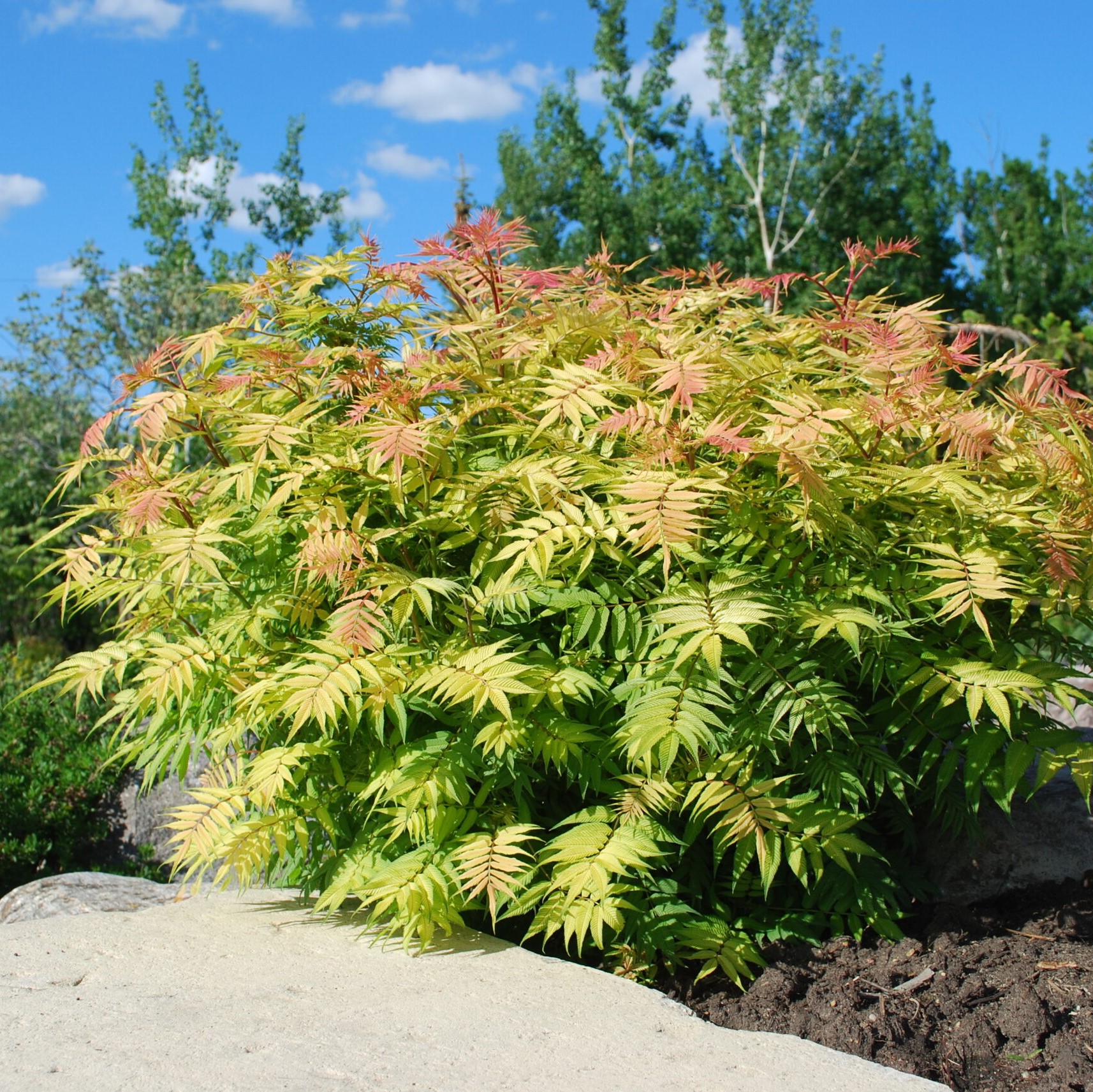 Рябинник рябинолистный Сэм в тубе